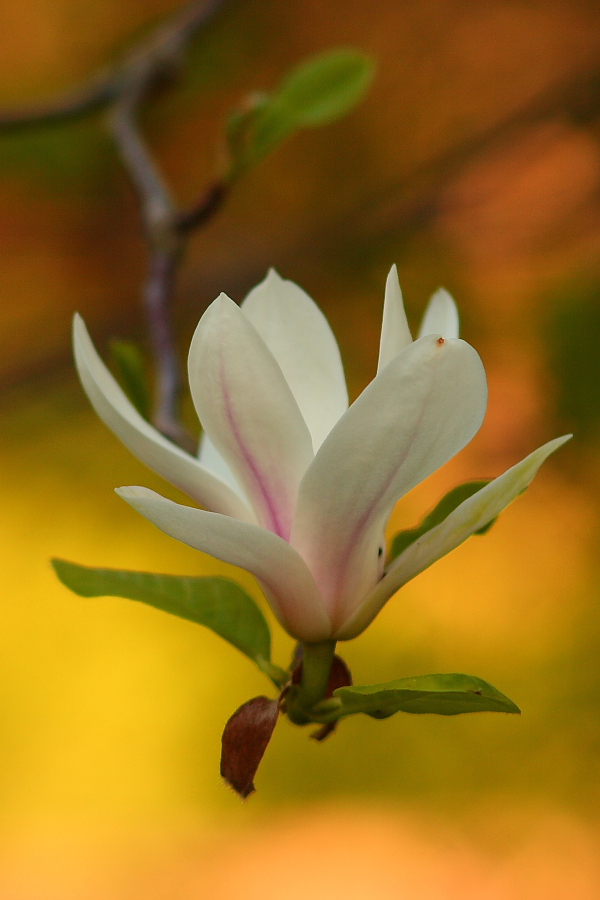 magnolia I