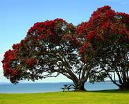 Pohutukawa