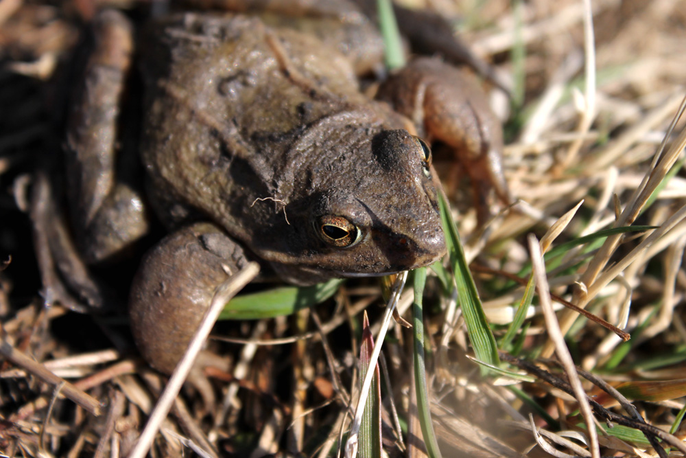 Ewolucyjnie dalej niż namiastka smoka