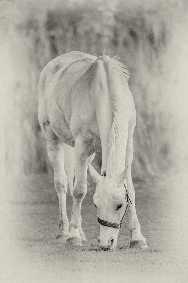 Konik