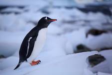 gentoo