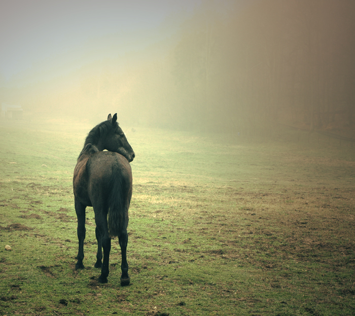 Le caballo