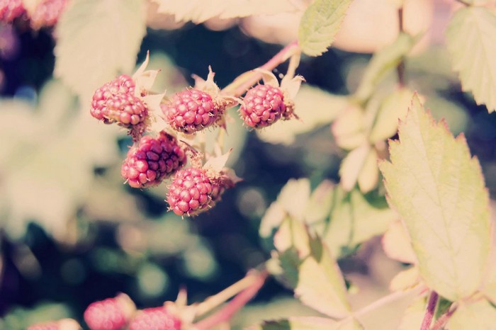 Raspberries in the sun.