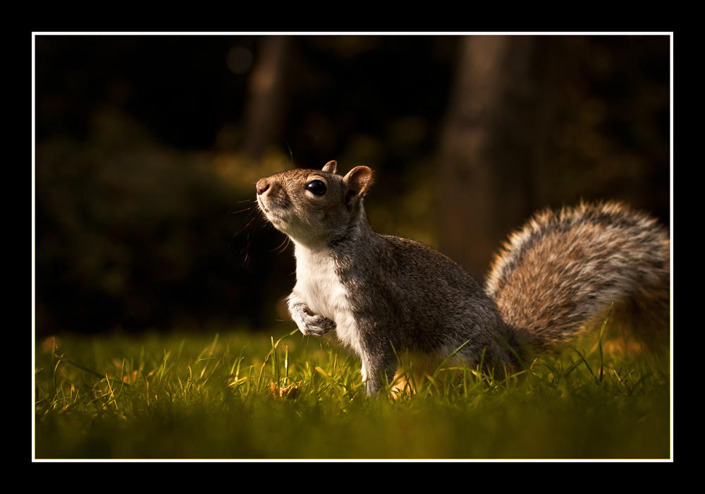 Sciurus carolinensis (Wiewiórka Szara)