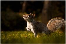 Sciurus carolinensis (Wiewiórka Szara)