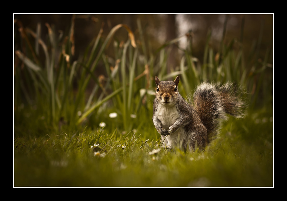 Wiewiórka szara (Sciurus carolinensis)