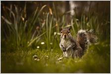 Wiewiórka szara (Sciurus carolinensis)