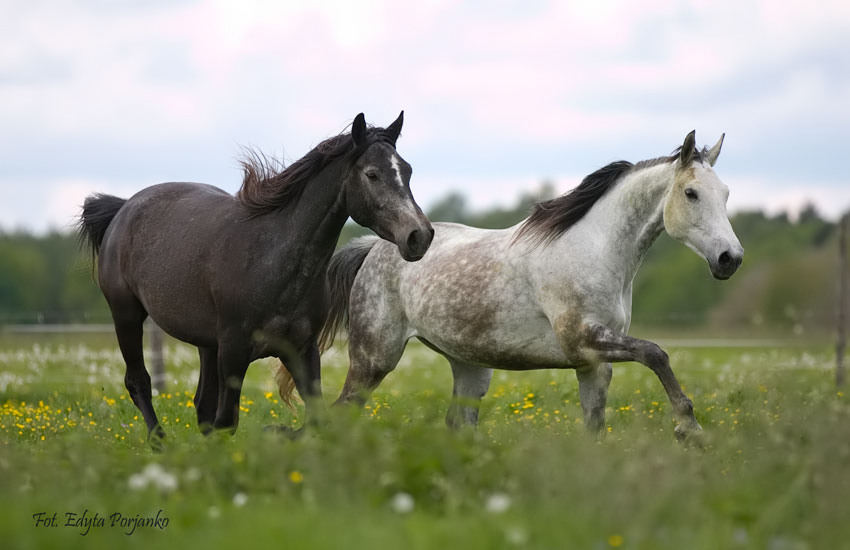 Czarno biały galop