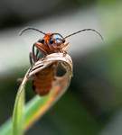 ...Omomiłek szary (Cantharis fusca)...