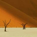 Dead Vlei