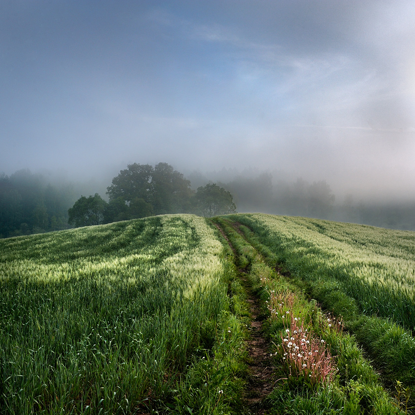 Crop Rotation