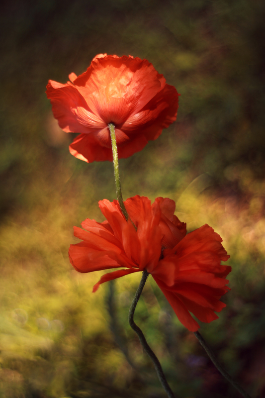 wiosenne flamenco