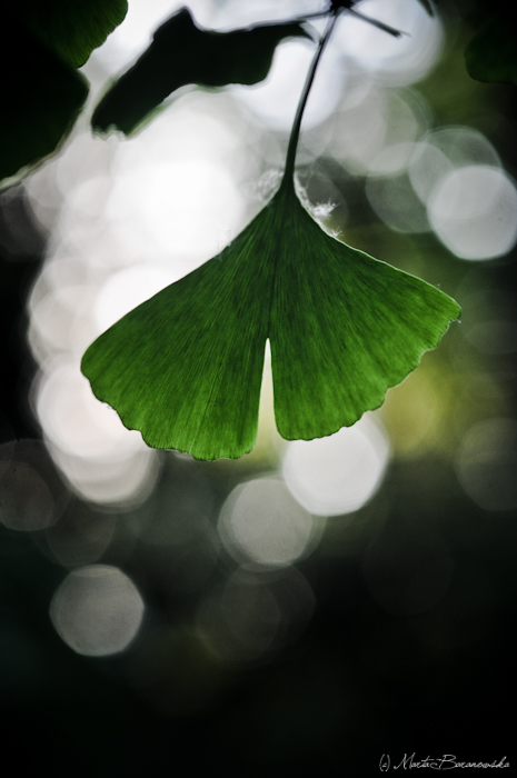 Ginkgo