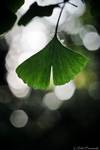 Ginkgo