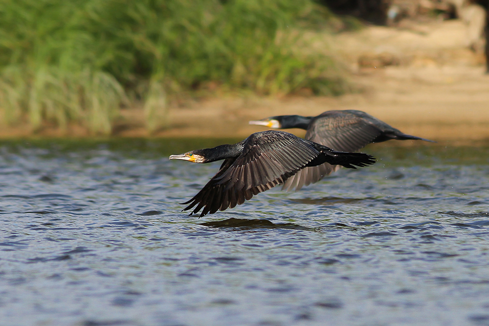 Kormoran