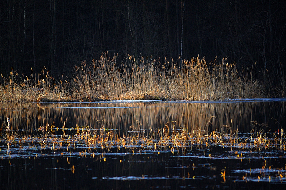 Wschód nad biebrzą, marzec