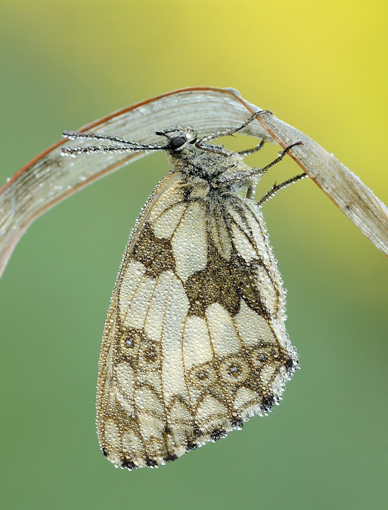 Polowiec szachownica