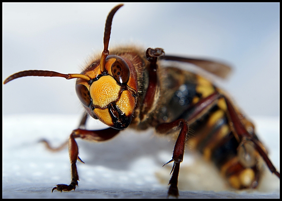 ...gość poranny - Vespa crabro