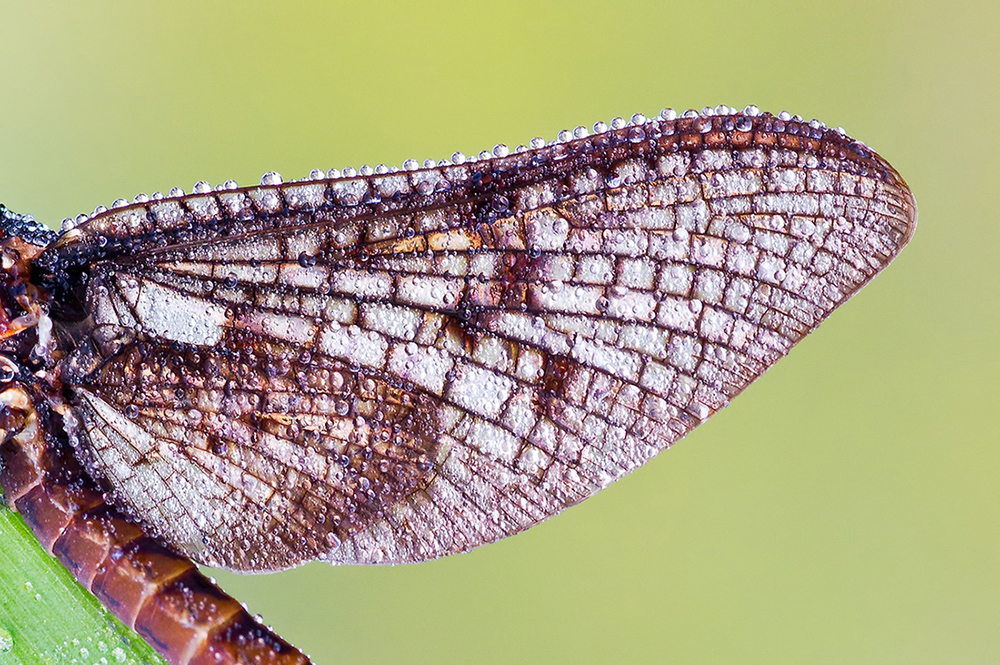 Ephemeroptera wings