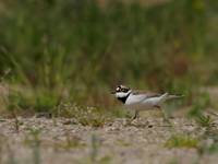 Sieweczka rzeczna (Charadrius dubius)