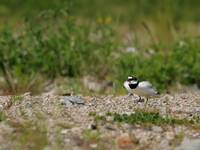 Sieweczka rzeczna (Charadrius dubius)