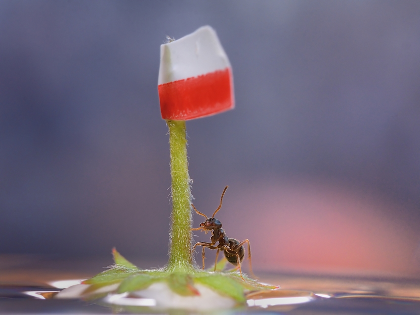 Poolskaaa biało czerwoni!!