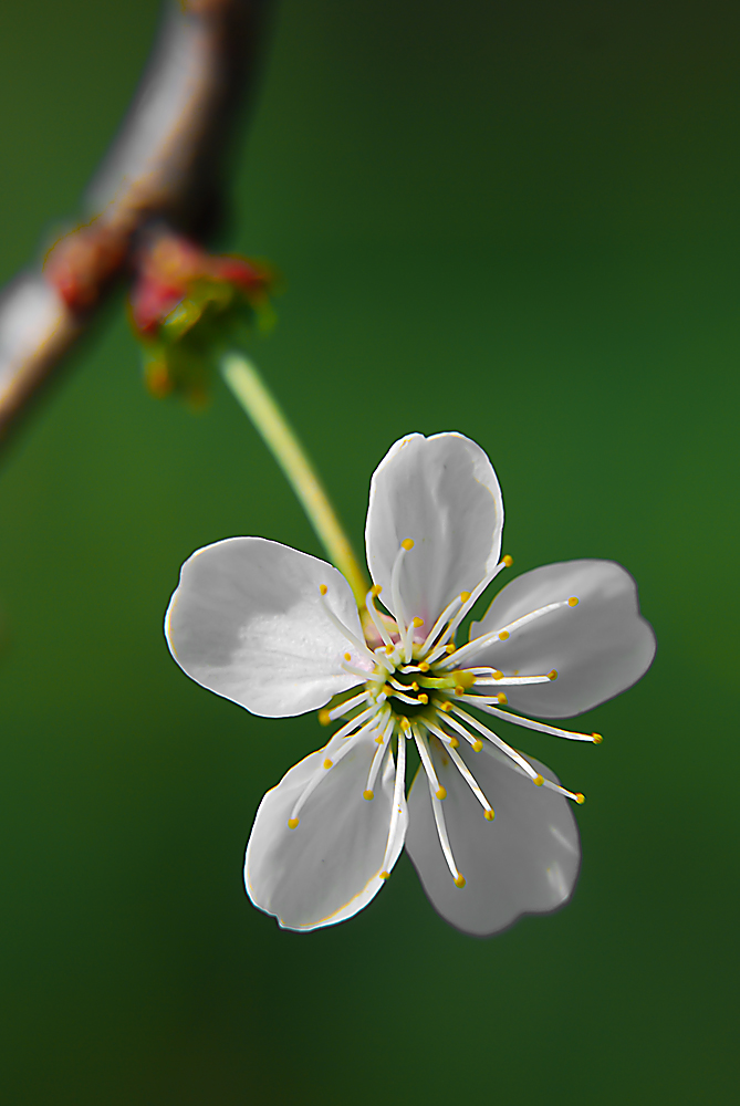 wiosenna wiśnia