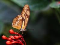 Dryas Julia