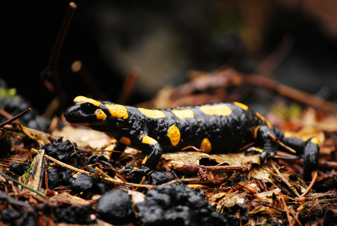 salamandra