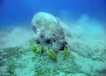 dugong