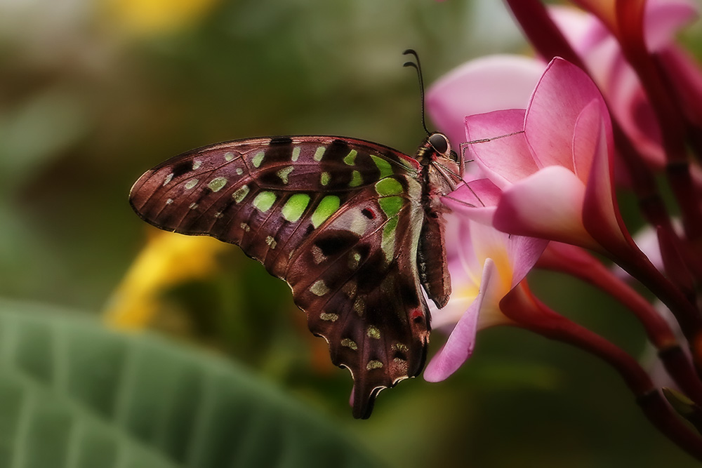 Graphium agamemnon