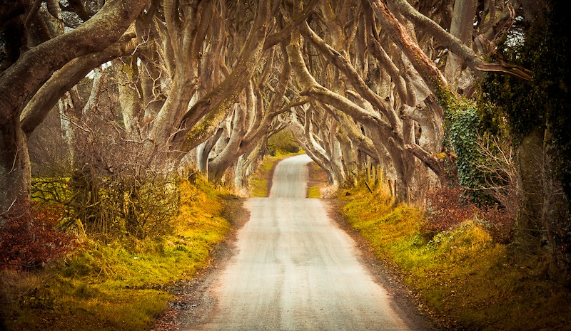 Dark Hedges