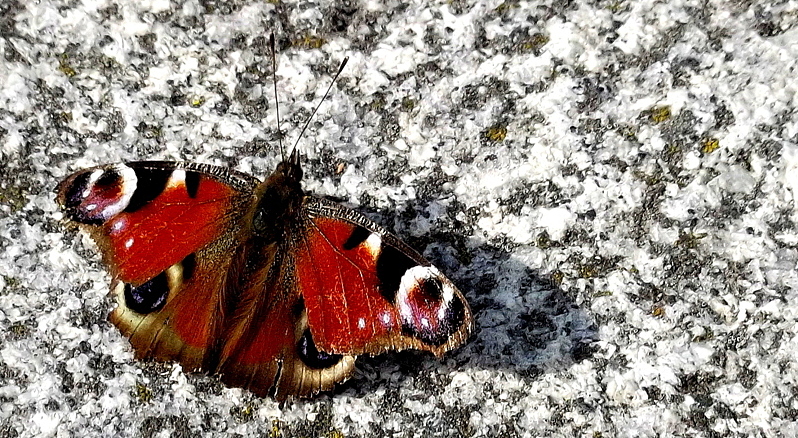 Motyl