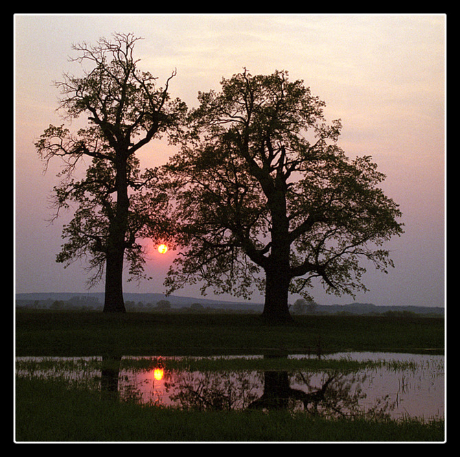 Rogalin - zachód