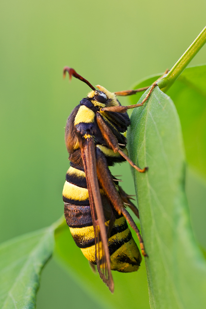 Sesia apiformis