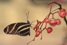 Striped butterfly