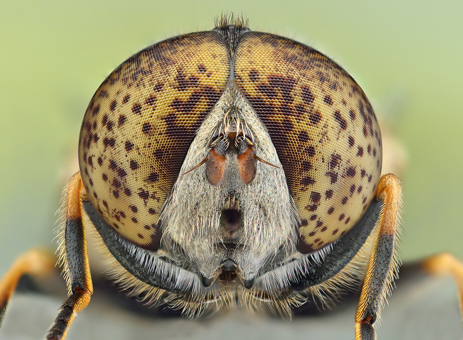 ,Eristalinus aeneus.