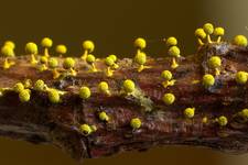 Physarum