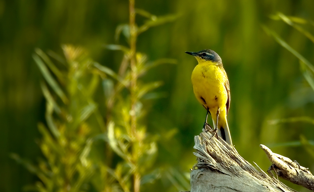 Pliszka żółta (Motacilla flava)