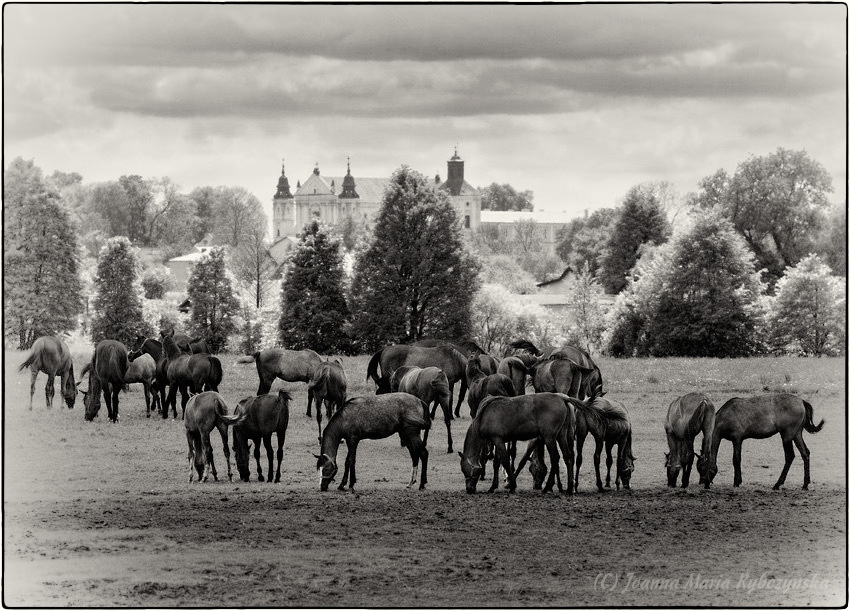 Pejzaż z końmi  [sepia]