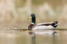 Mallard