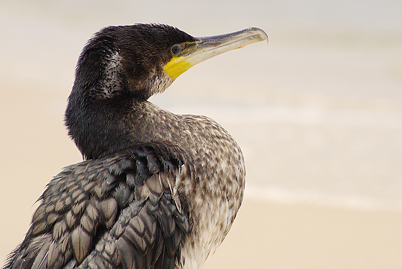 Kormoran