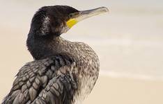 Kormoran