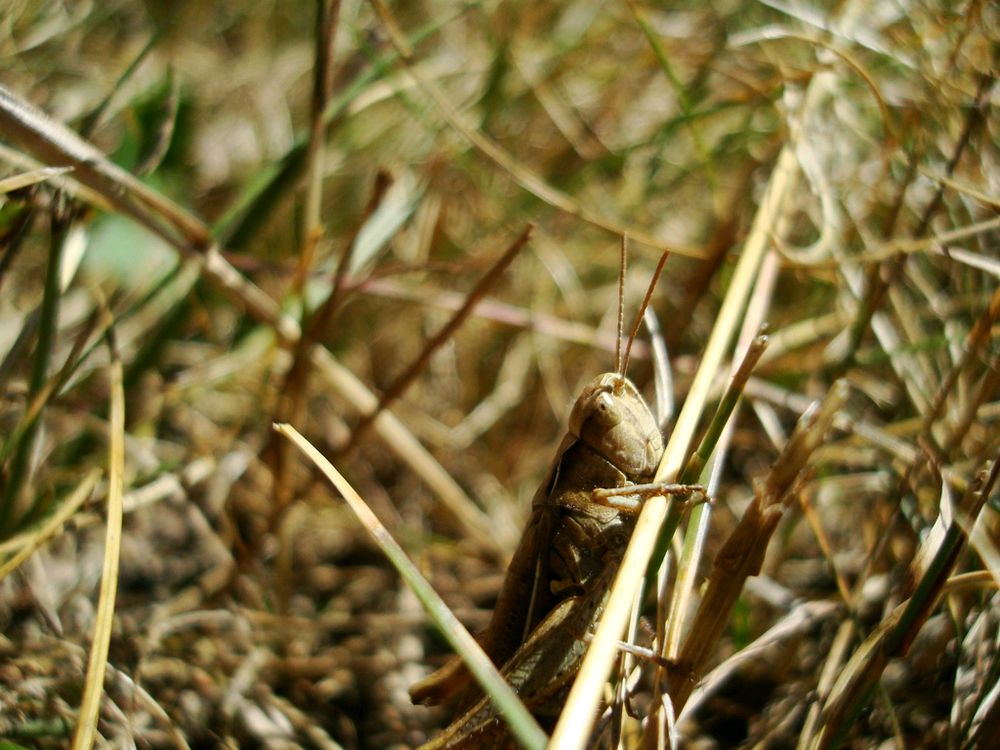pasikonik