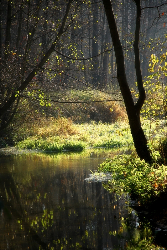 Zagożdżonka