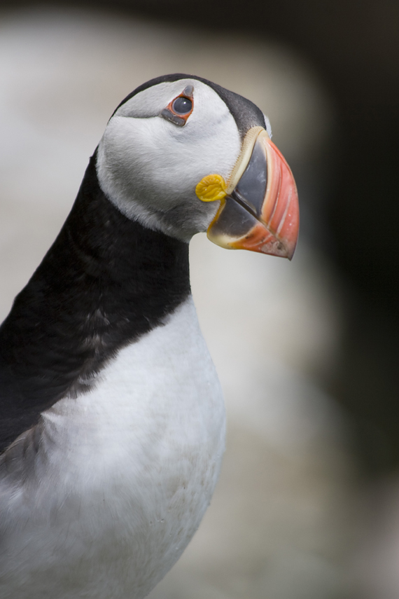 Puffin