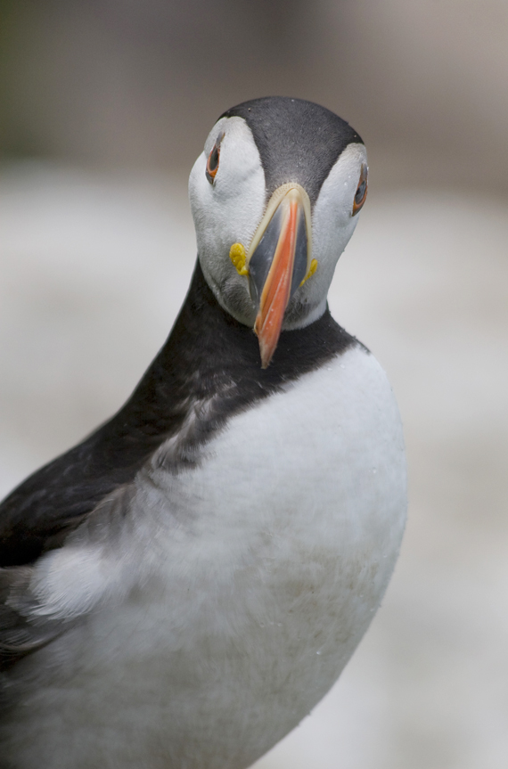 Puffin