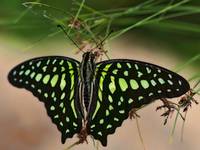 Graphium agamemnon