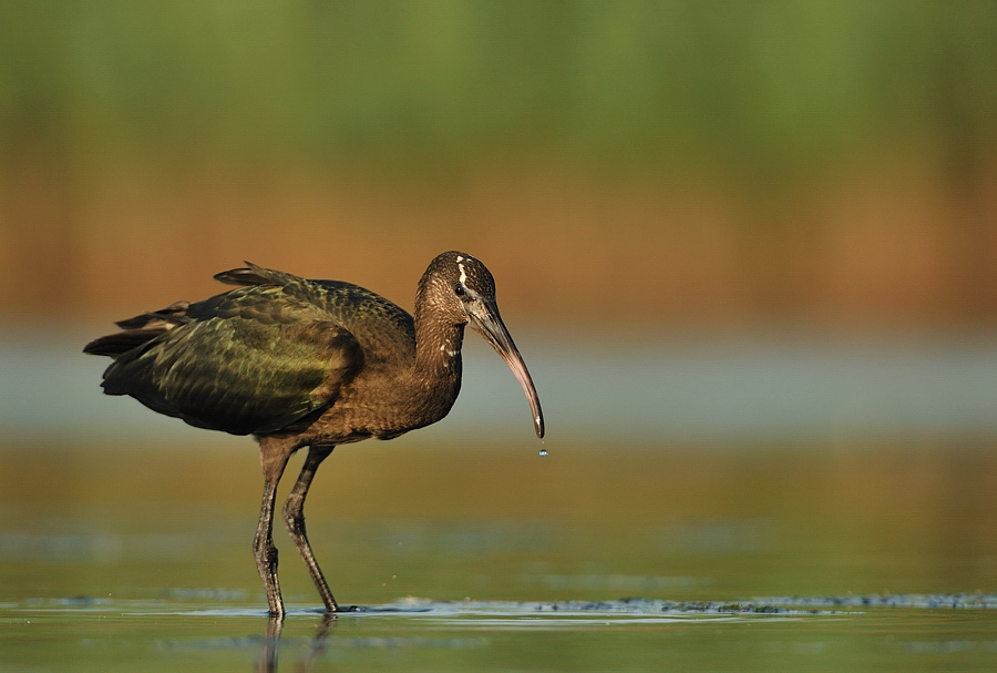 Ibis Kasztanowy