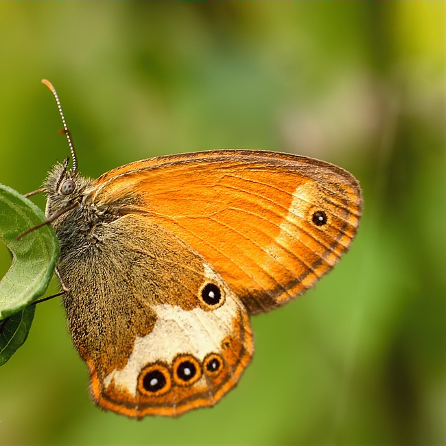 MoTyL